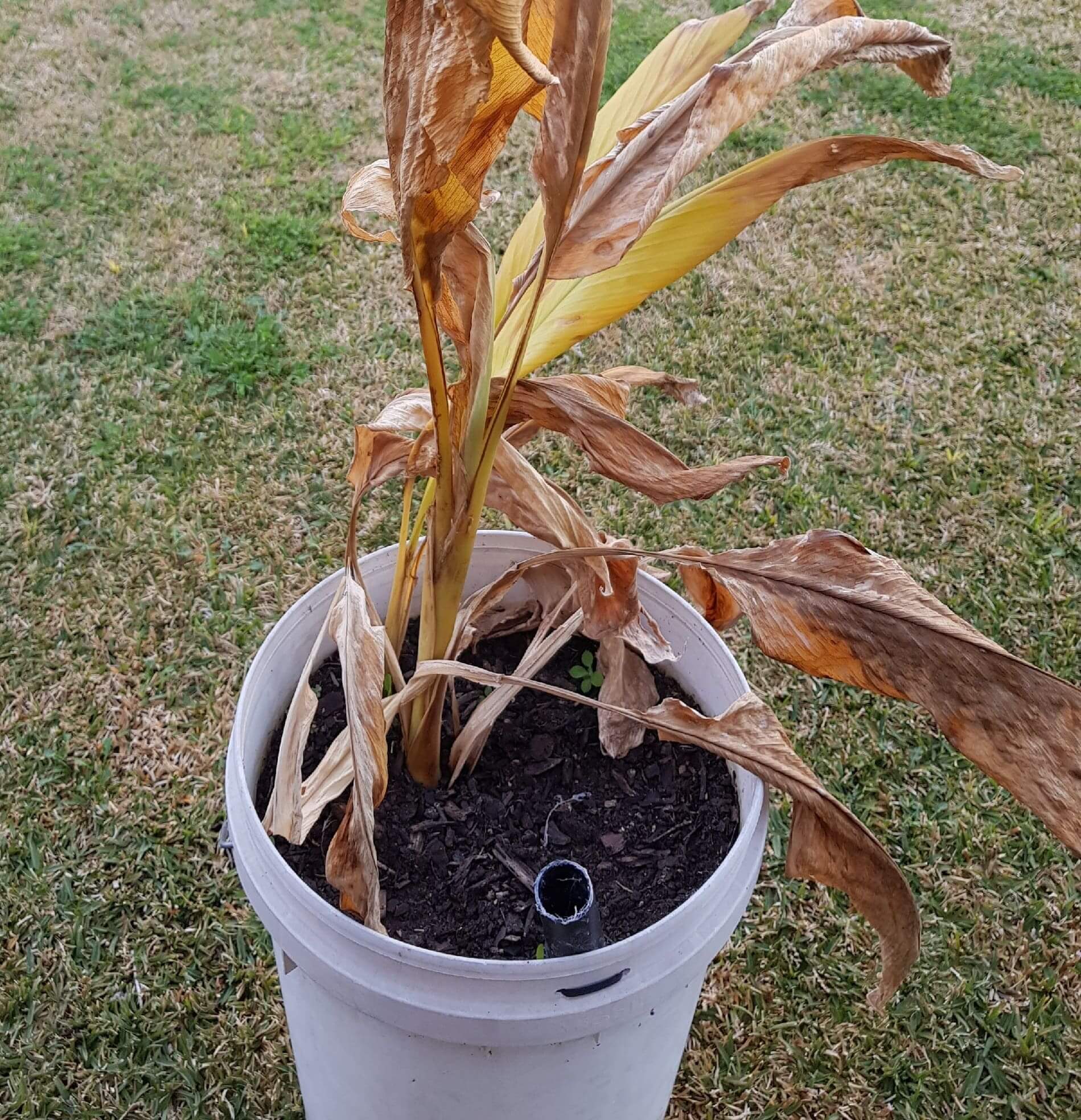 How To Grow Turmeric In Pots