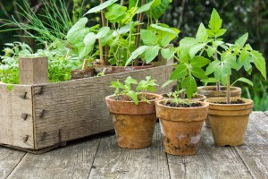 Read more about the article Tips For Every Container Gardener