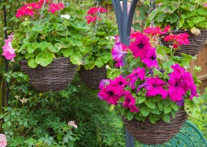 Read more about the article Brilliant Plants For Hanging Baskets