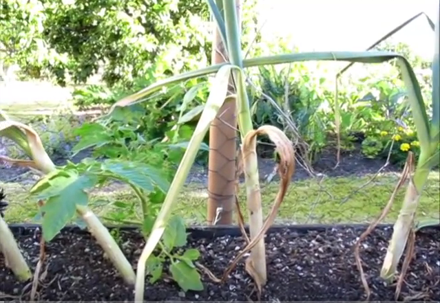 Read more about the article Growing Garlic in a Container