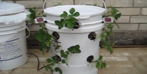 Read more about the article Self – Watering Container Gardens