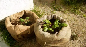 Read more about the article Grow Potatoes In Bags Above Ground