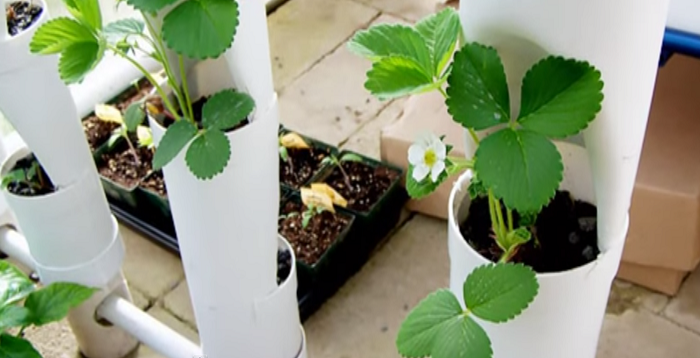 You are currently viewing How To Build a Strawberry Tower