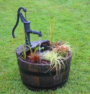 Read more about the article Construct A Container Water Garden