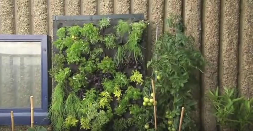 You are currently viewing Sensational Vertical Garden