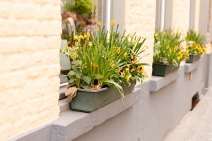 Read more about the article Grow Vegetables In Window Boxes