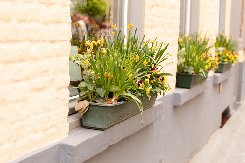 You are currently viewing Grow Vegetables In Window Boxes