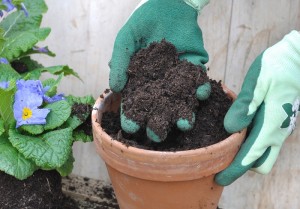 Read more about the article Best Potting Mix For Your Plants