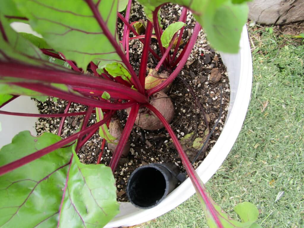 DIY self-watering bucket vegetable garden