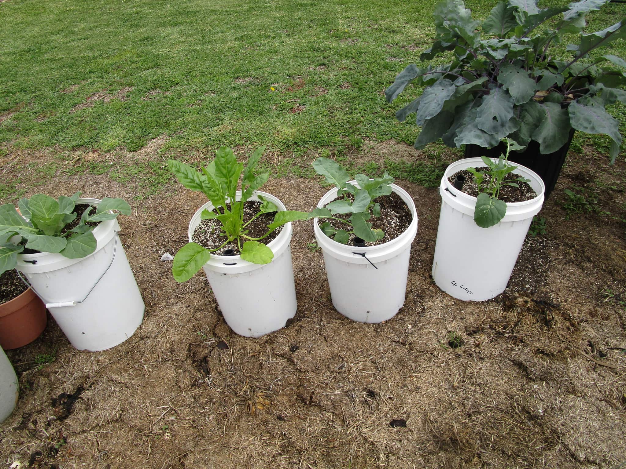 Read more about the article Container Vegetable Gardening