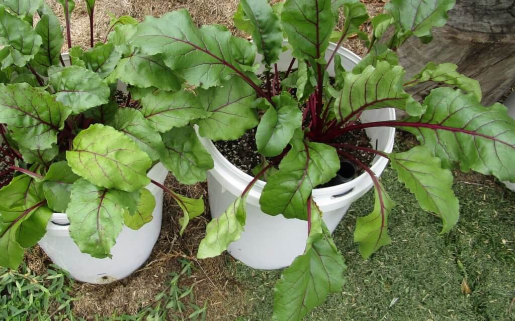 How to grow beets in containers