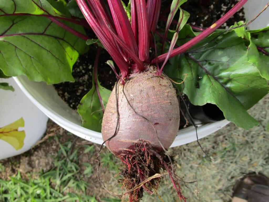 good size beets from container