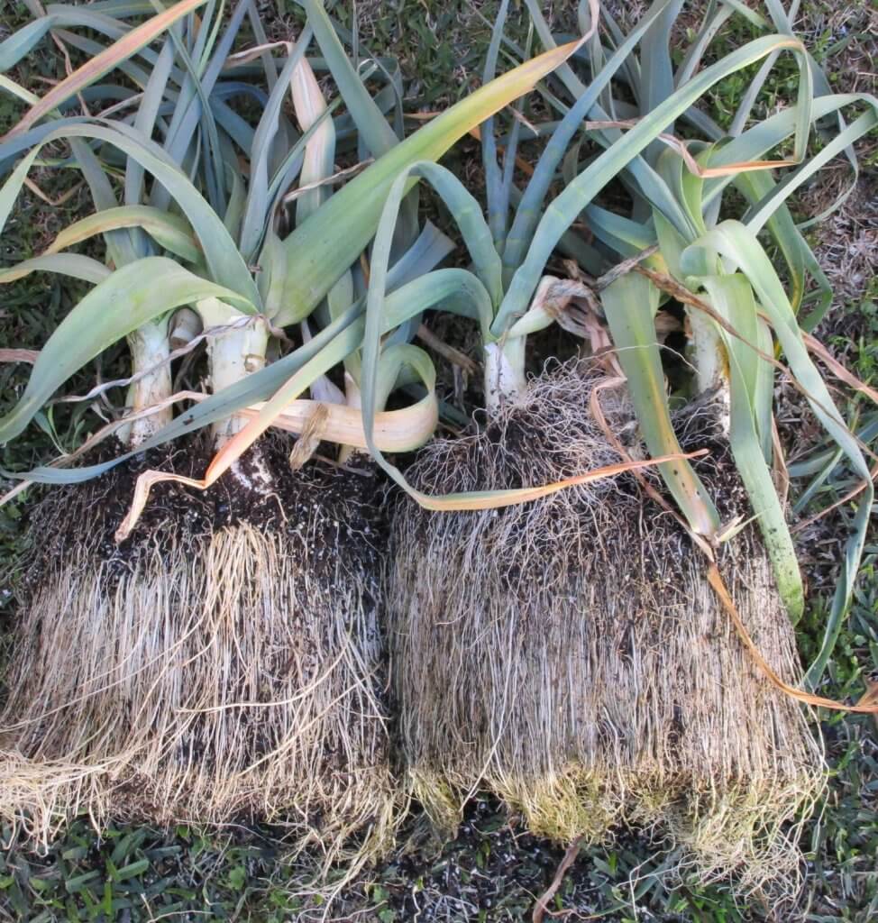 leeks showing roots