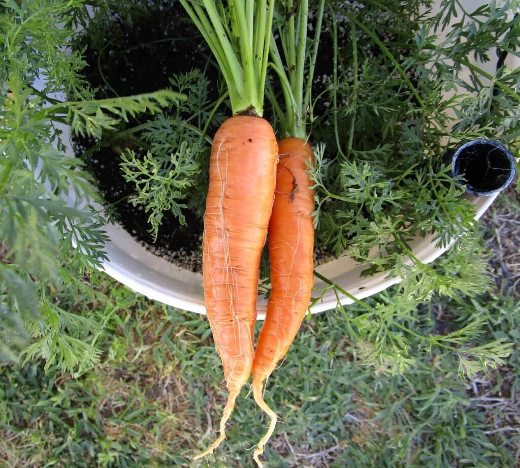 container gardening carrots