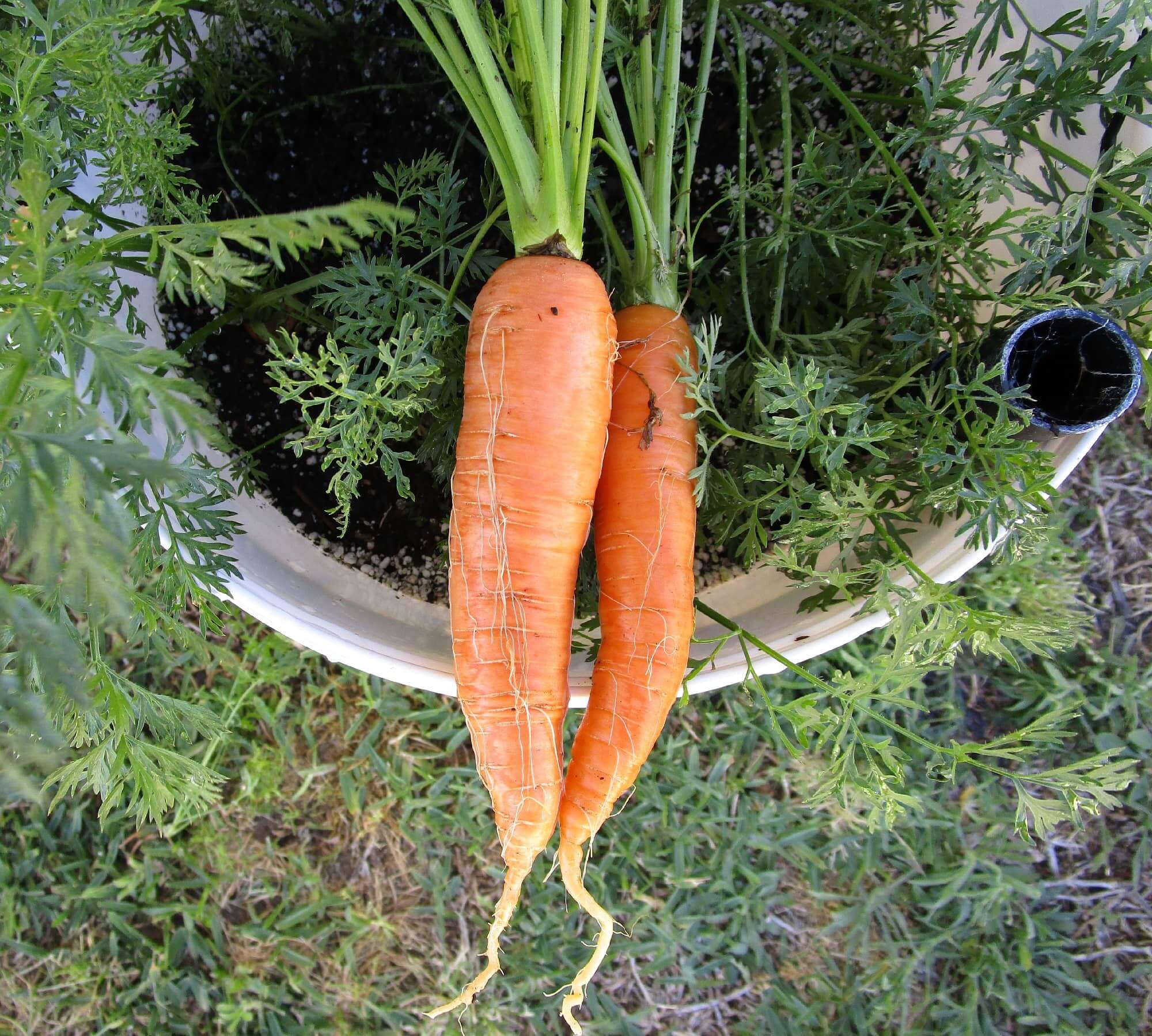 You are currently viewing Container Gardening Carrots