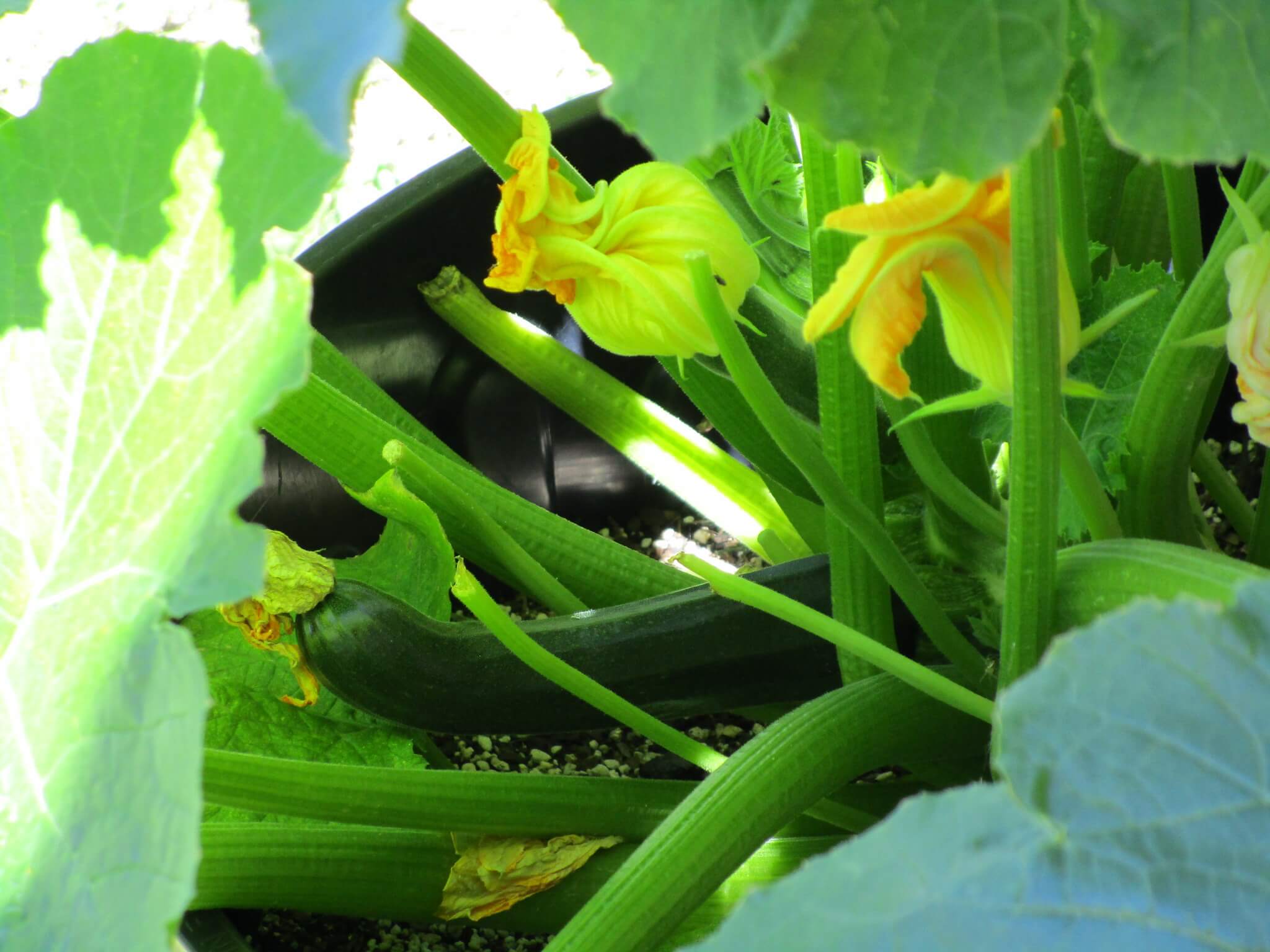 You are currently viewing Growing Zucchini In Containers