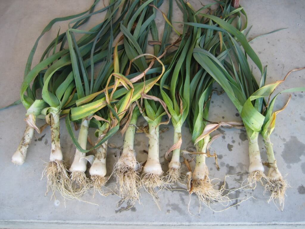 Leeks from the buckets