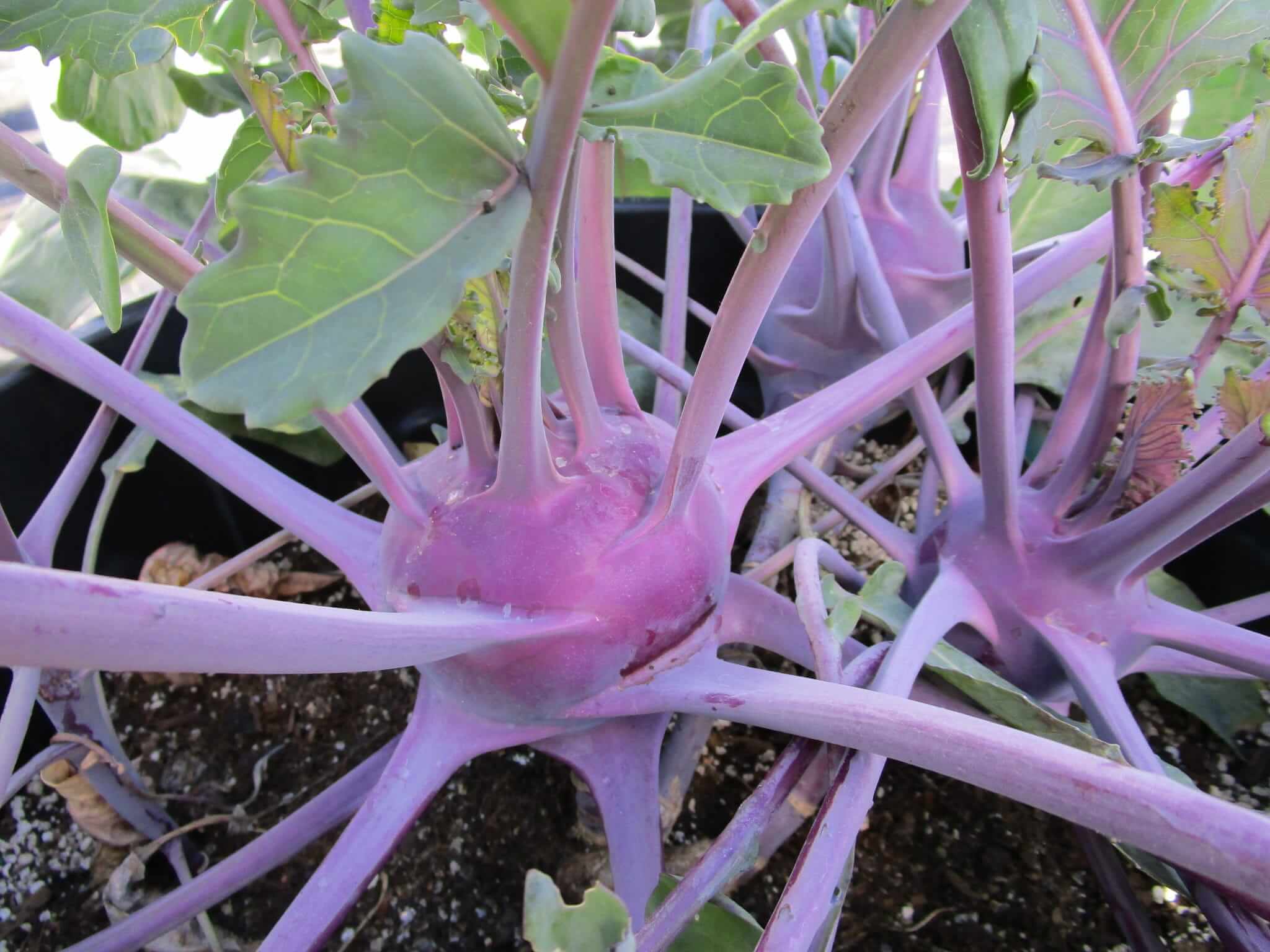 You are currently viewing How To Grow Kohlrabi In Containers