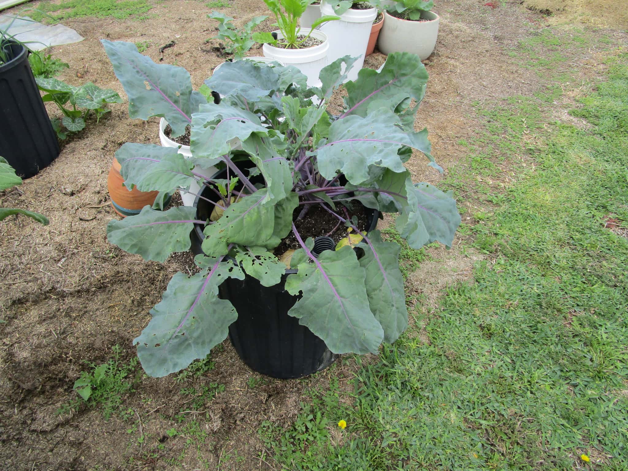 How To Grow Kohlrabi In Containers