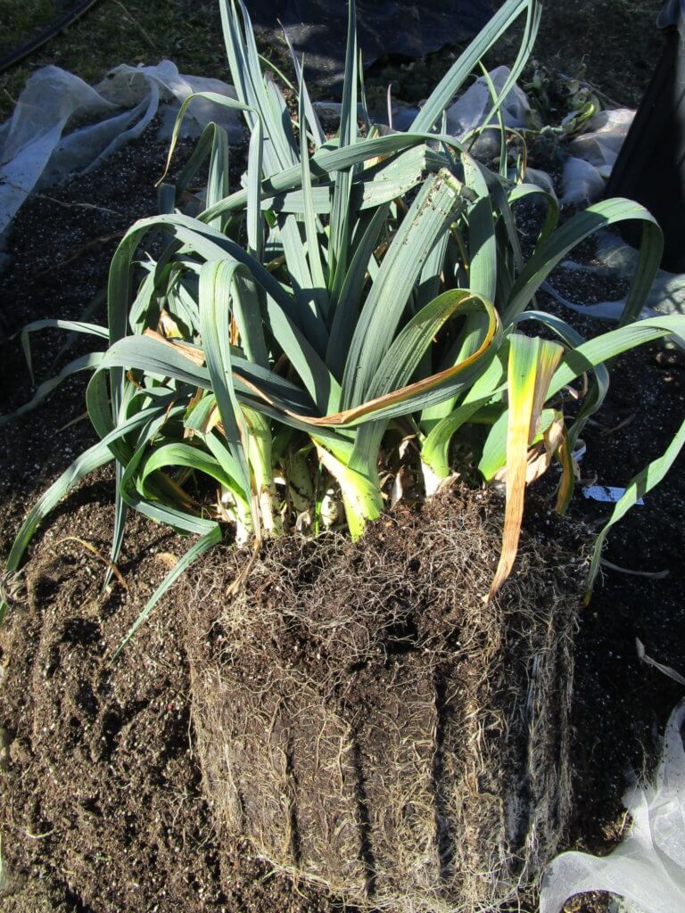 Leeks removed from large container