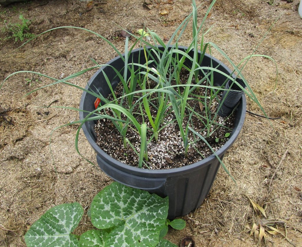 Young leeks in large container