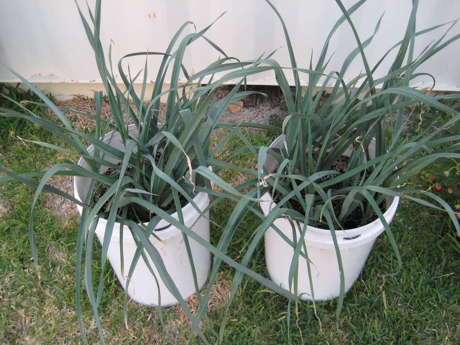 Read more about the article How To Grow Leeks In Containers