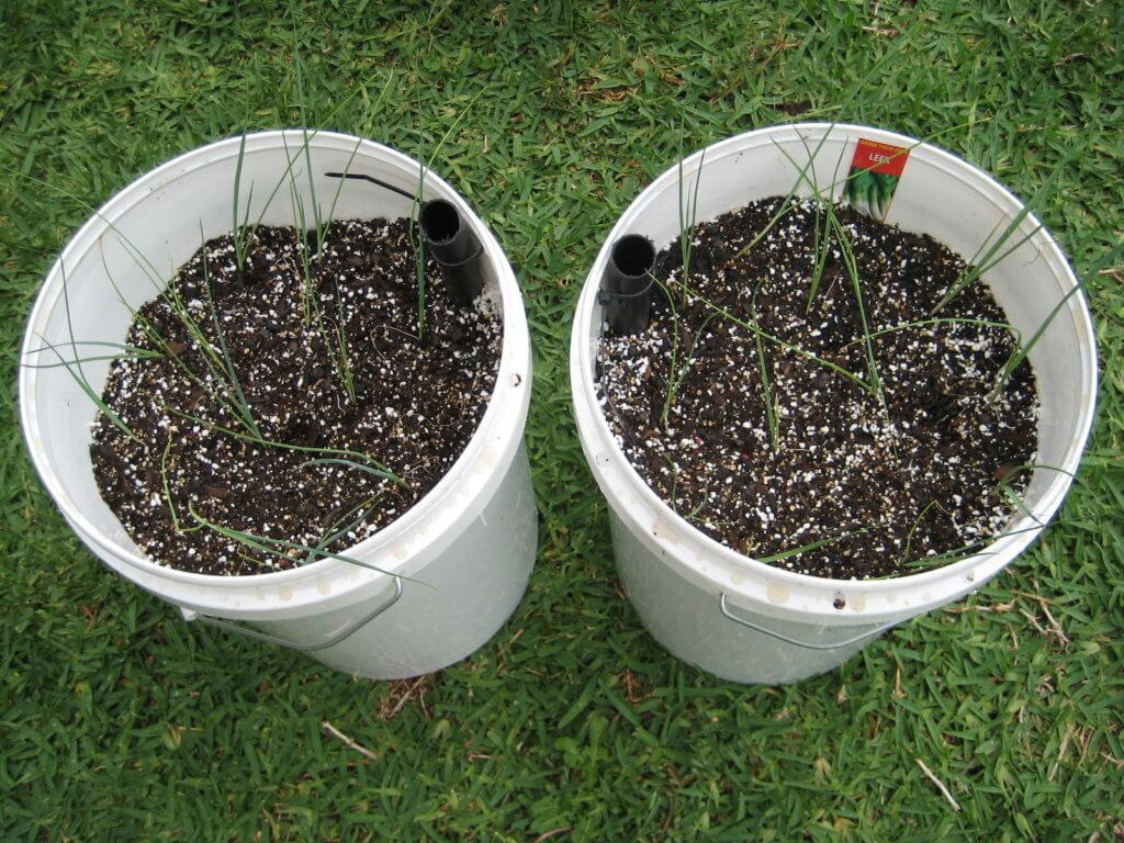 Leek seedlings in containers