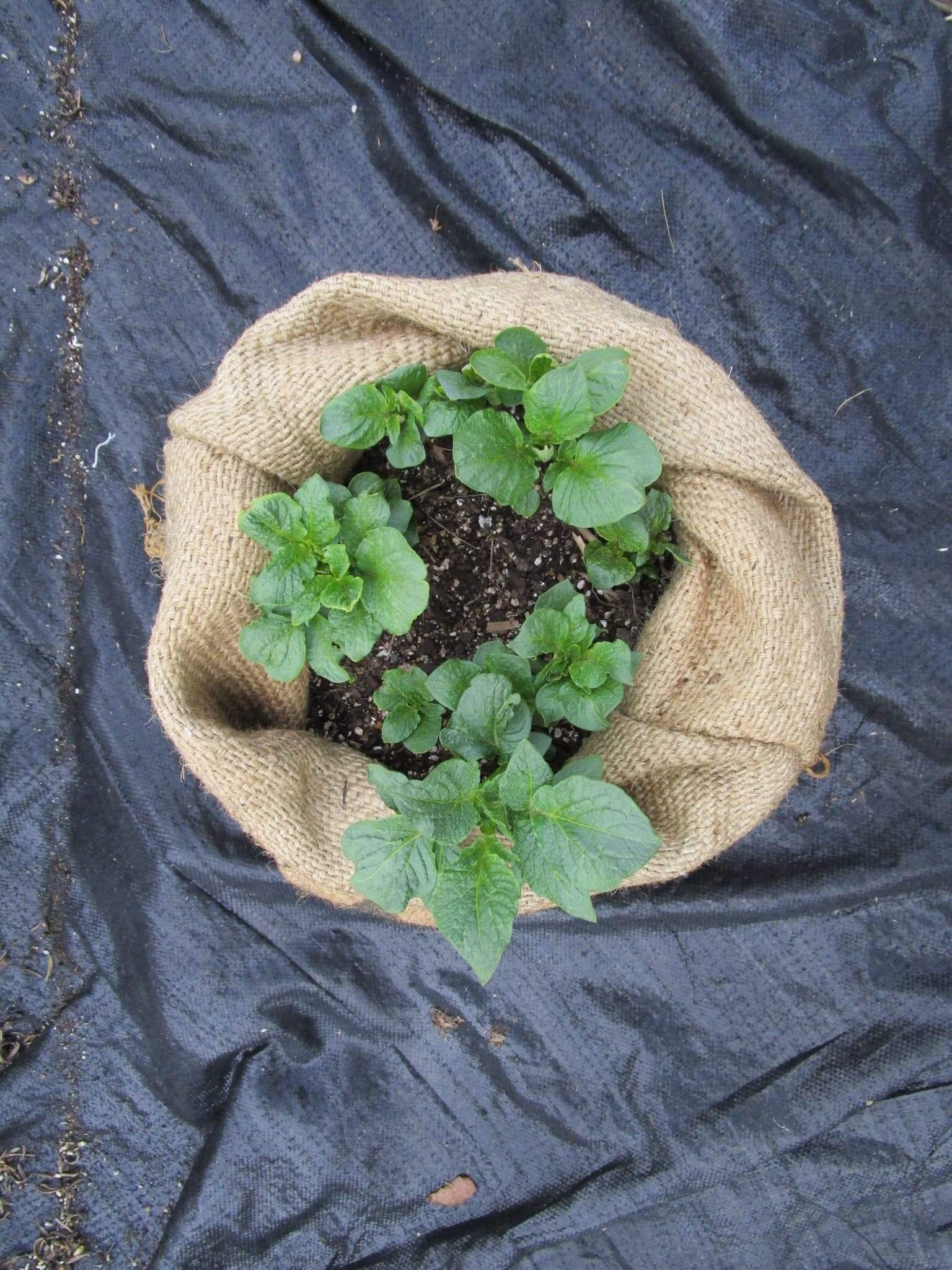 How To Grow Potatoes In A Hessian Bag 