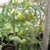 Tomato Growing In Self-Watering Buckets