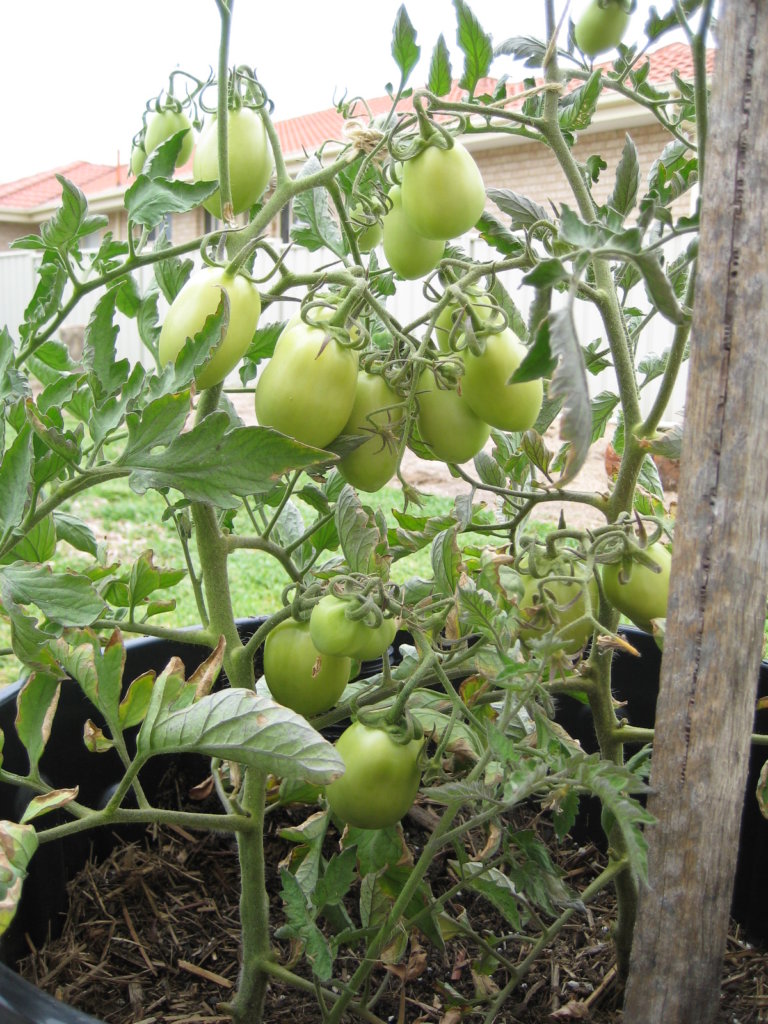 Tomato growing in self-watering buckets