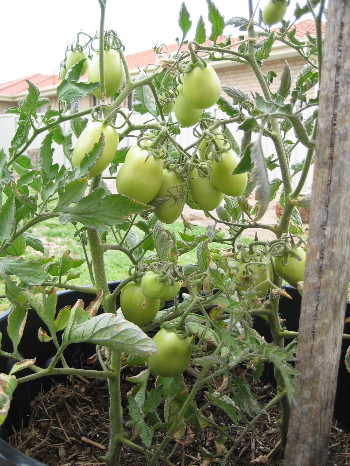 You are currently viewing Tomato Growing In Self-Watering Buckets