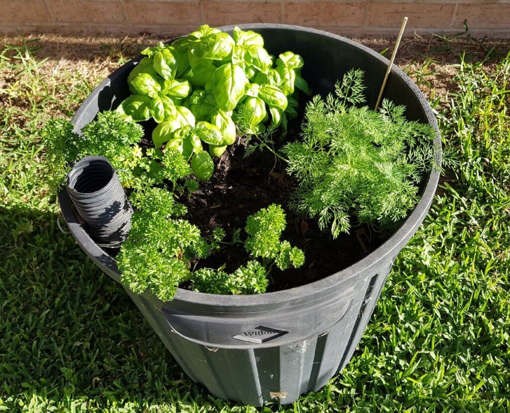 parsley dill and basil