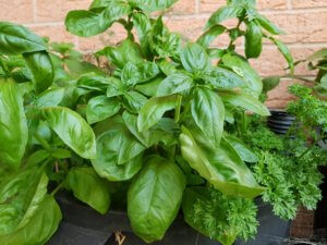 Read more about the article Herbs In Pots Or Ground