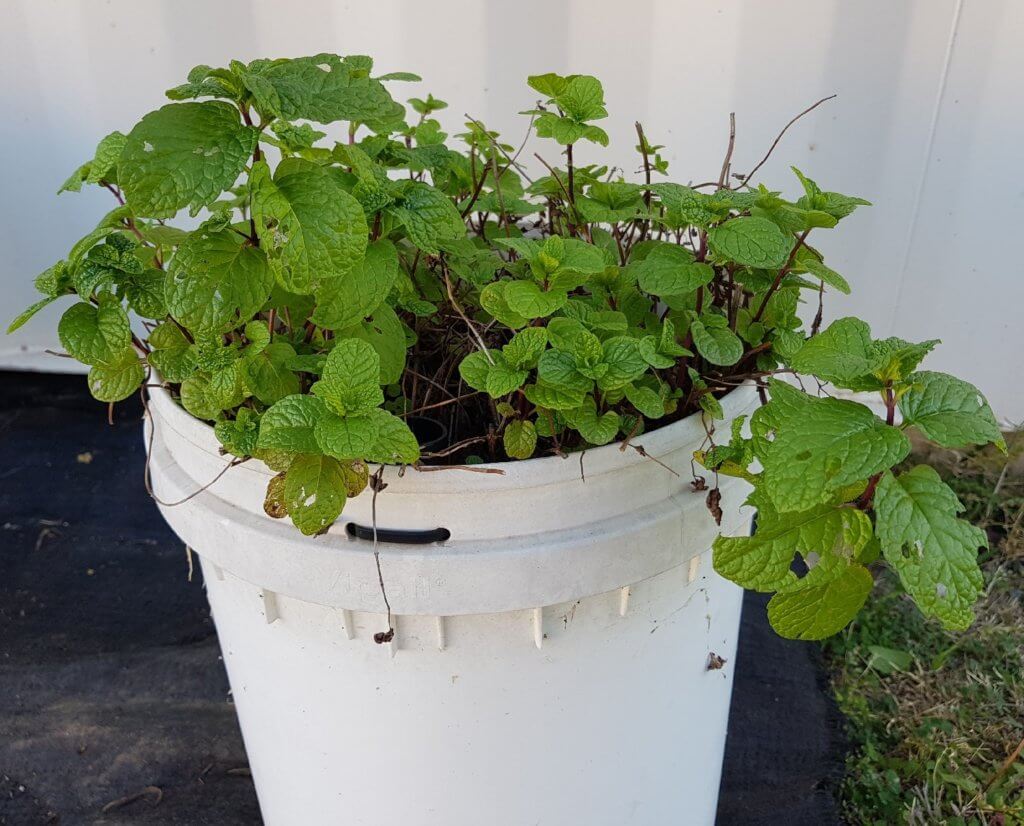 Mint growing in a bucket